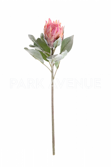 Протея Rex Ramo